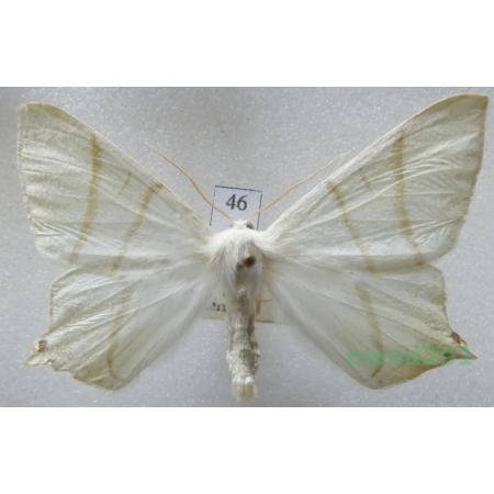 Ourapteryx sambucaria (Linnaeus, 1758) male Czech46